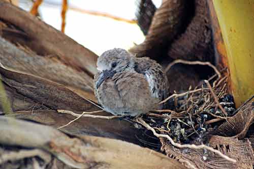 baby dove-AsiaPhotoStock