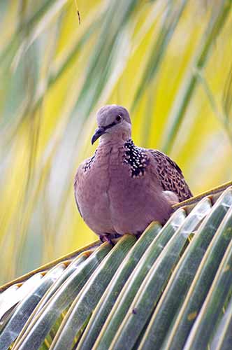 dove-AsiaPhotoStock