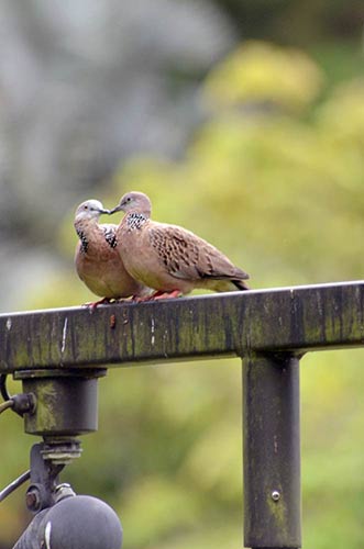 spotted doves-AsiaPhotoStock