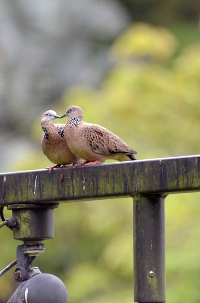 spotted doves-AsiaPhotoStock