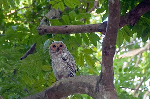 spotted owl-AsiaPhotoStock