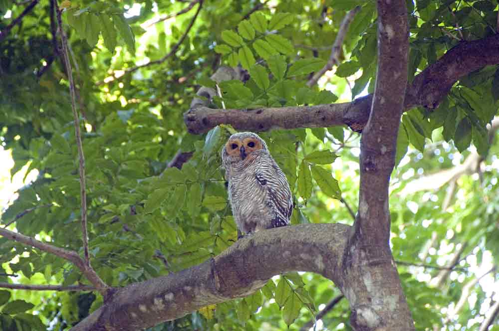 spotted wood owl-AsiaPhotoStock