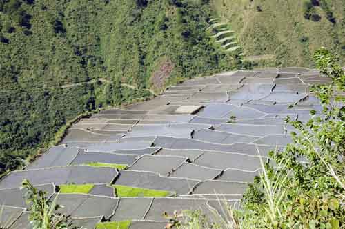 rice field bayyo-AsiaPhotoStock