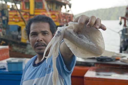 squid photo-AsiaPhotoStock