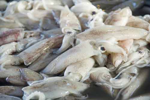 squid for sale at market-AsiaPhotoStock