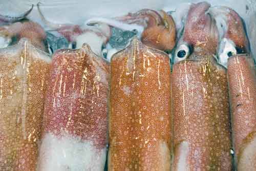 squid-AsiaPhotoStock