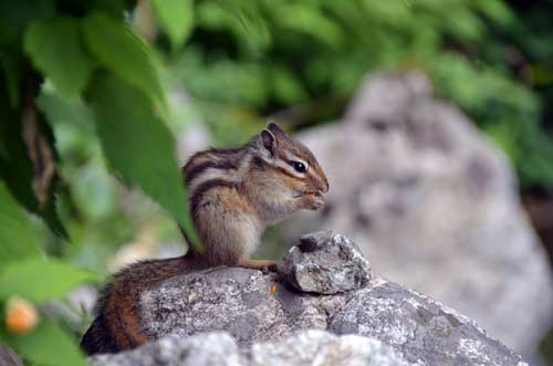 korean squirrel-AsiaPhotoStock