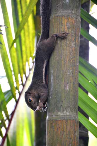 squirrel-AsiaPhotoStock