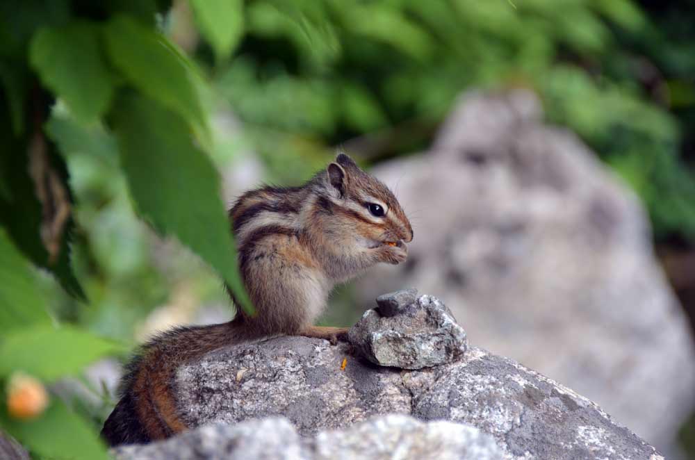AsiaPhotoStock, korean squirrel