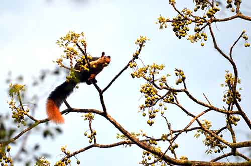 squirrel giant-AsiaPhotoStock