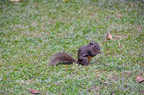 squirrel nibbling-AsiaPhotoStock