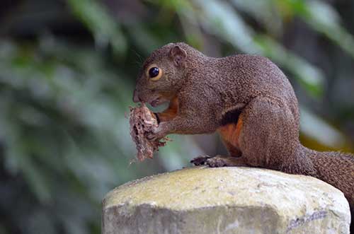 squirrel pasir ris-AsiaPhotoStock