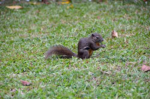 squirrel sitting up-AsiaPhotoStock