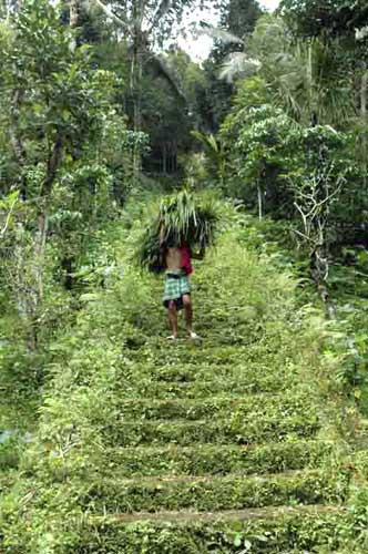 grassy stairs-AsiaPhotoStock