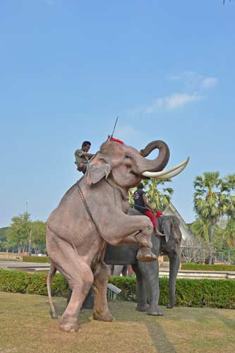 standing elephant-AsiaPhotoStock