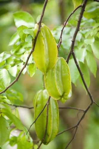 starfruit thailand-AsiaPhotoStock