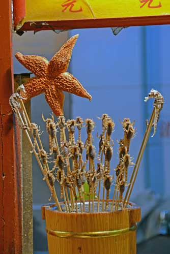 star fish and sea horse-AsiaPhotoStock