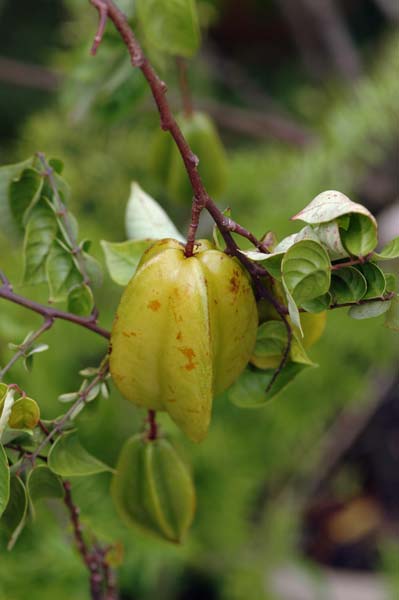 star fruit-AsiaPhotoStock