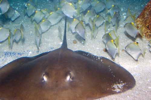 stingray oceanarium-AsiaPhotoStock