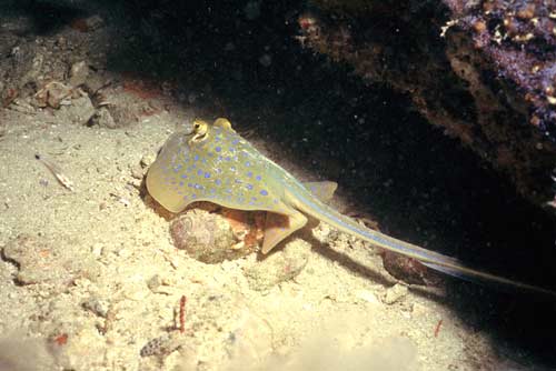 blue spotted sting ray-AsiaPhotoStock