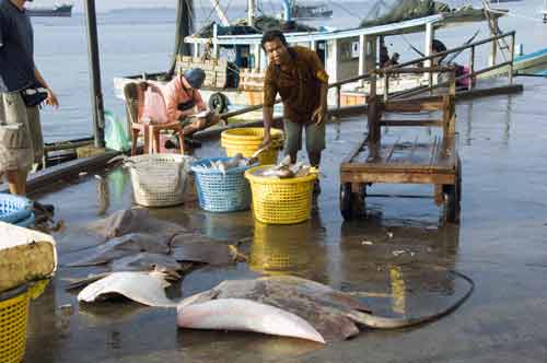 large sting rays-AsiaPhotoStock