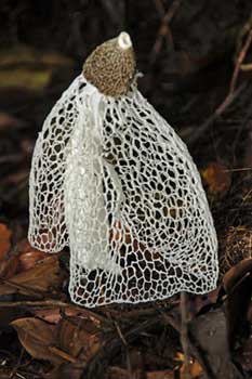 stink horn fungus-AsiaPhotoStock