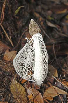 maiden veil fungus-AsiaPhotoStock