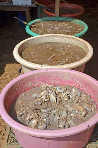 stinky fermented fish-AsiaPhotoStock