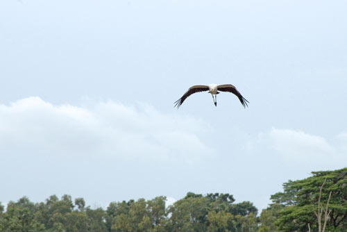 stork in flight-AsiaPhotoStock