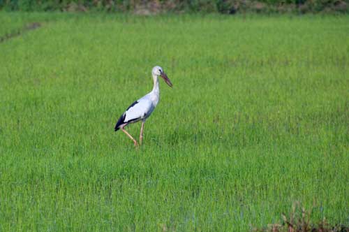 open bill stork-AsiaPhotoStock