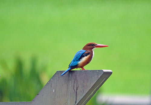 white breasted kingfisher-AsiaPhotoStock