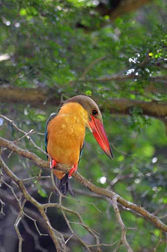 stork bill singapore-AsiaPhotoStock