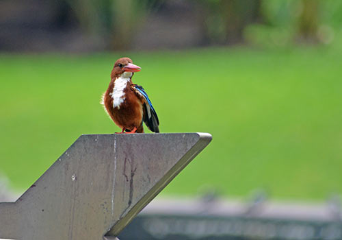 white breasted young-AsiaPhotoStock