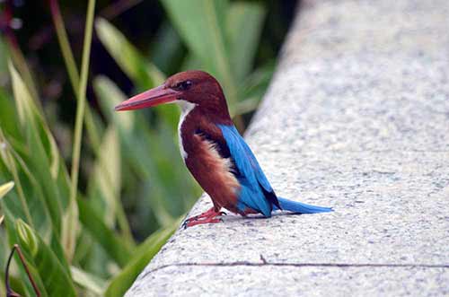 stork billed kingfisher-AsiaPhotoStock