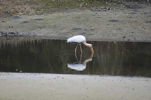 stork reflected-AsiaPhotoStock