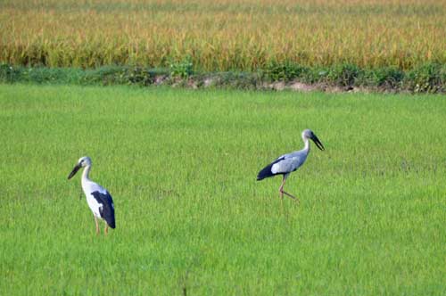 open billed stork-AsiaPhotoStock