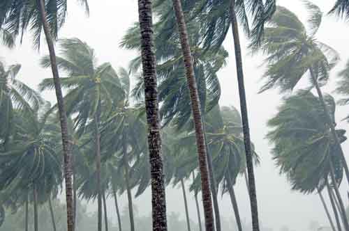 storm coconuts and rain-AsiaPhotoStock