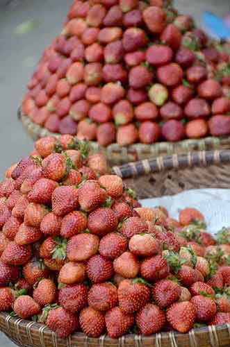 strawberries dalat-AsiaPhotoStock