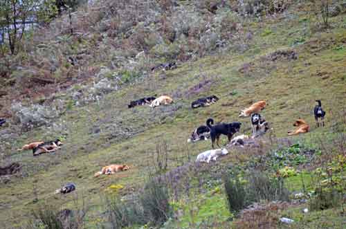 stray dogs-AsiaPhotoStock