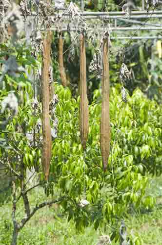 stretched gourd-AsiaPhotoStock