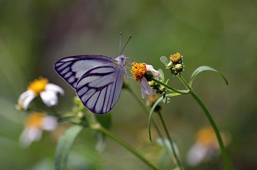 striped albatross butterfly-asia photo stock