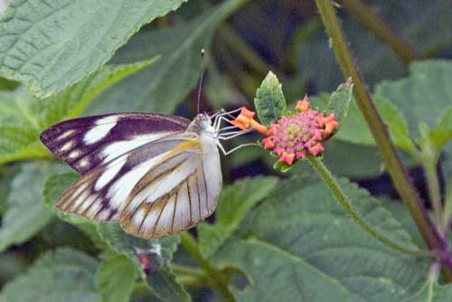 striped albatross-AsiaPhotoStock