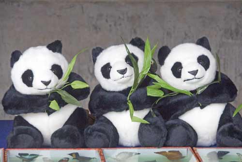 stuffed panda toys-AsiaPhotoStock