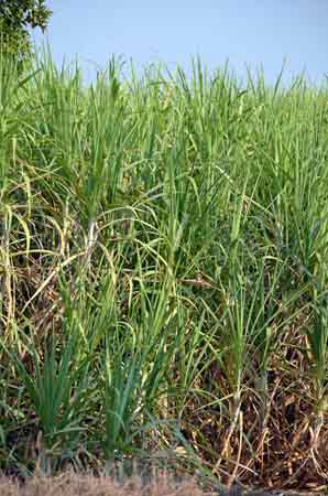 sugar cane crop-AsiaPhotoStock