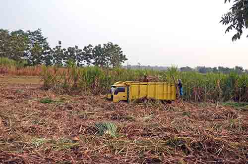 sugar harvest-AsiaPhotoStock