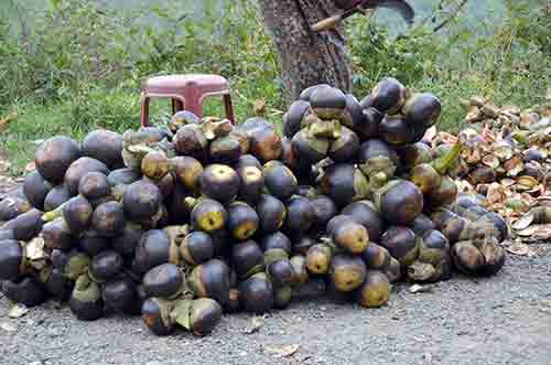 sugar palm-AsiaPhotoStock