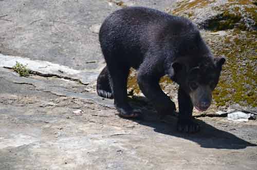 sun bear kuantan-AsiaPhotoStock