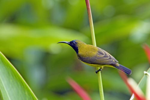 olive backed sunbird-AsiaPhotoStock