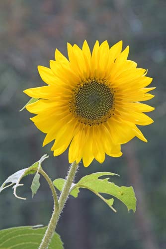 large sunflower-AsiaPhotoStock