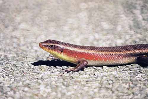 sun skink-AsiaPhotoStock